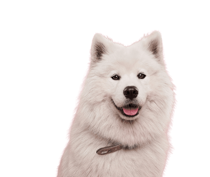 Two dogs