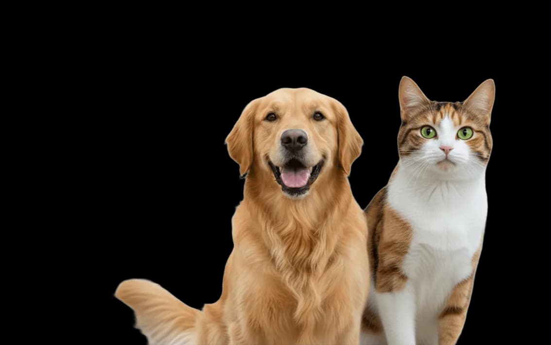 dogs