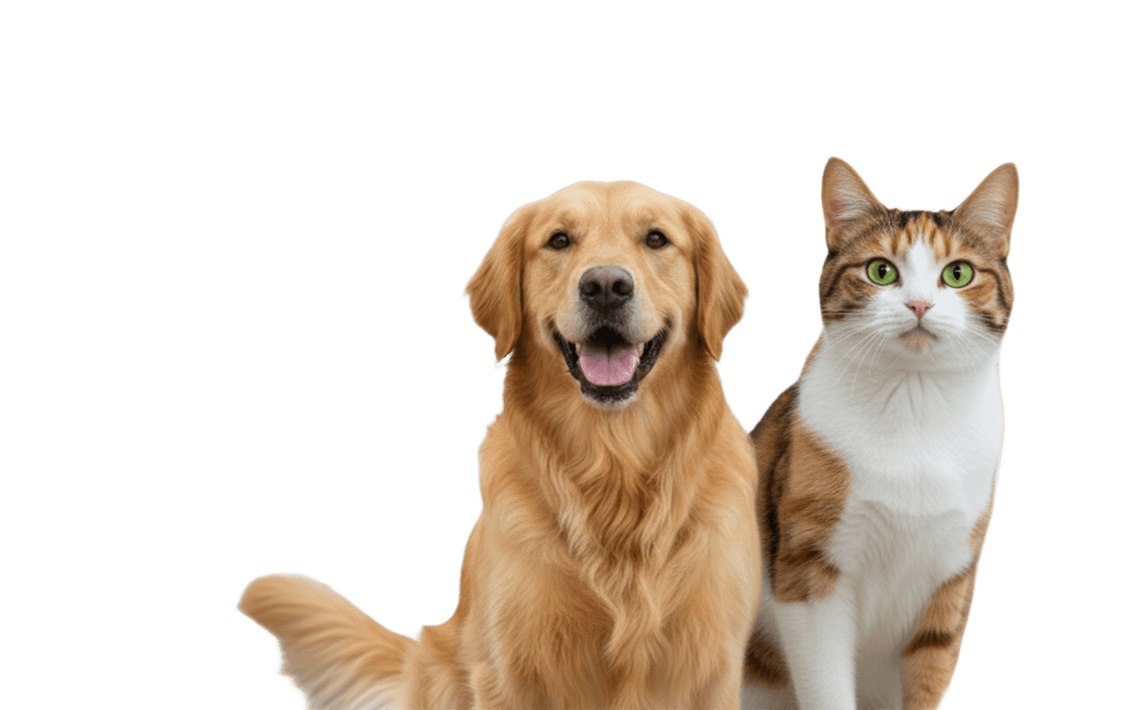 dogs