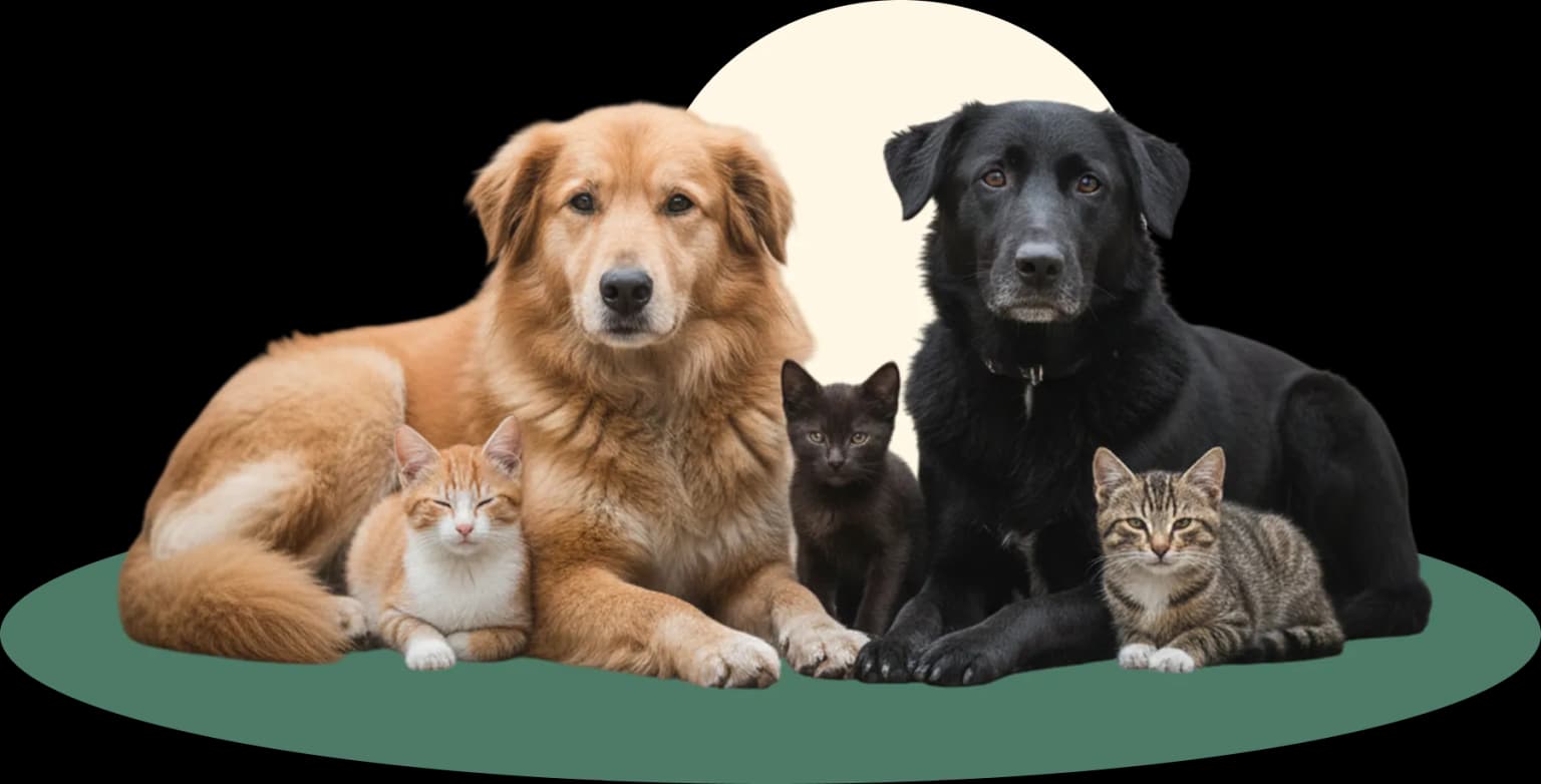 animals