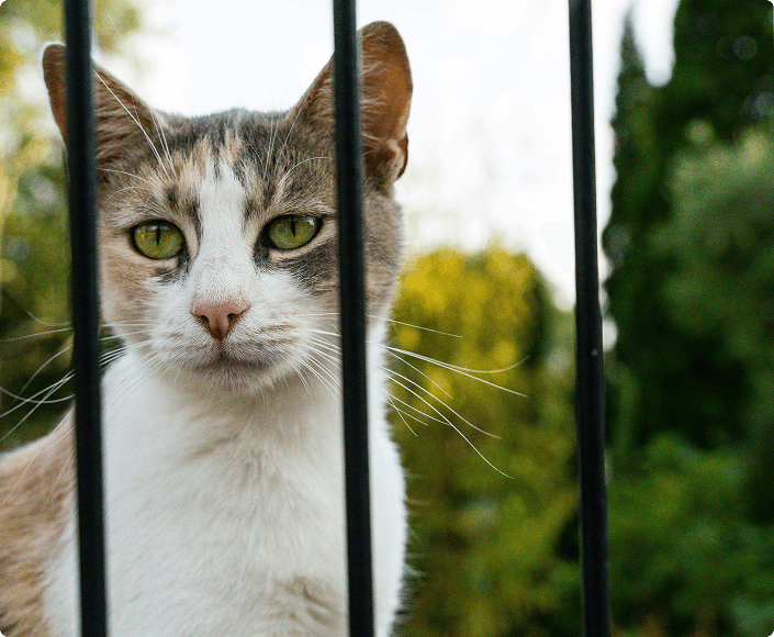 Збір на будівництво вольєрів для собак!
